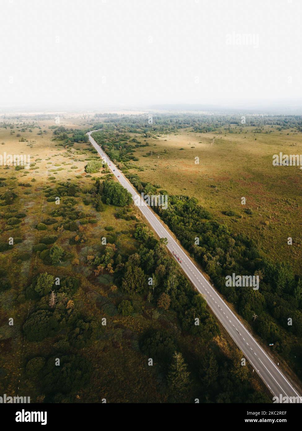 Vertical shot road forests hi-res stock photography and images - Alamy