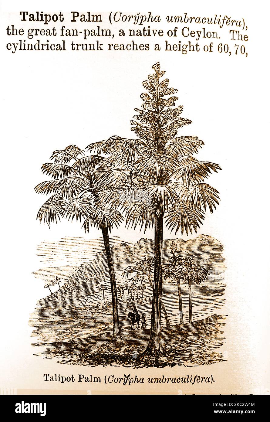 A 19th century dictionary engraving and description of a Talipot Palm (Corypha umbraculifera) a species  native to  India and Sri Lanka that is also found in China, Cambodia, Myanmar,  Thailand and the Andaman Islands. It is known for its large inflorescence, the largest  in the world an can live up to 60 years before the flowers and fruits appear.  Une gravure dans un dictionnaire du 19ème siècle et la description d’un palmier Talipot (Corypha umbraculifera).  Il est connu pour sa grande inflorescence, la plus grande au monde Stock Photo
