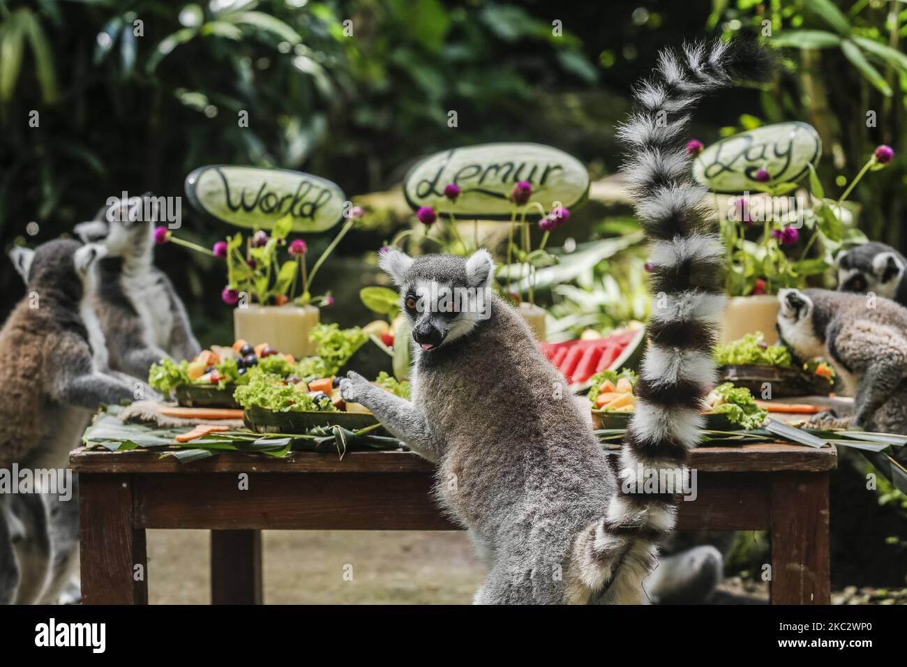 Several ringtailed lemurs eats fruits during World Lemur Day