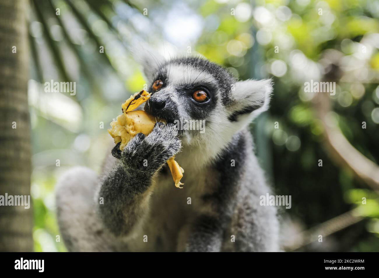 A ringtailed lemur eats fruits during World Lemur Day celebration at