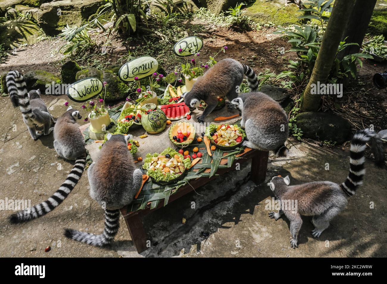 Several ringtailed lemurs eats fruits during World Lemur Day
