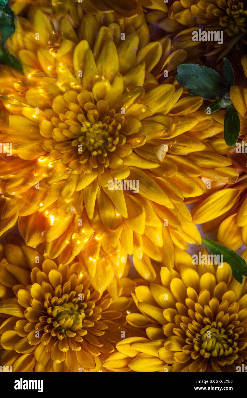 Floral background. Brown flower close up Stock Photo - Alamy