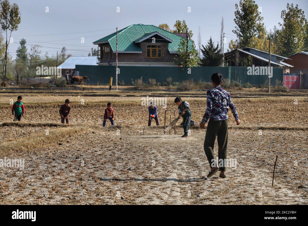 Kashmiri kids playing Cricket in agriculture Land (Paddy Fields) in the outskirts of Sopore Town in District Baramulla, jammu and Kashmir, India on 30 October 2020. As the anger grows in Jammu and Kashmir over the new land laws, which allow any Indian citizen to buy land in the Union territory, the separatist Hurriyat Conference on Wednesday broke its silence and called for a one-day shutdown on October 31 to protest the â€œanti-people movesâ€ by New Delhi. (Photo by Nasir Kachroo/NurPhoto) Stock Photo