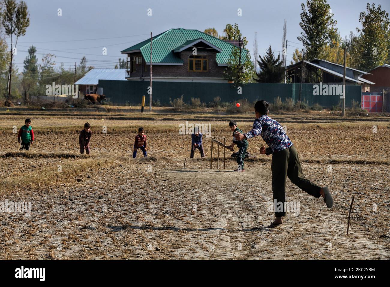 Kashmiri kids playing Cricket in agriculture Land (Paddy Fields) in the outskirts of Sopore Town in District Baramulla, jammu and Kashmir, India on 30 October 2020. As the anger grows in Jammu and Kashmir over the new land laws, which allow any Indian citizen to buy land in the Union territory, the separatist Hurriyat Conference on Wednesday broke its silence and called for a one-day shutdown on October 31 to protest the â€œanti-people movesâ€ by New Delhi. (Photo by Nasir Kachroo/NurPhoto) Stock Photo