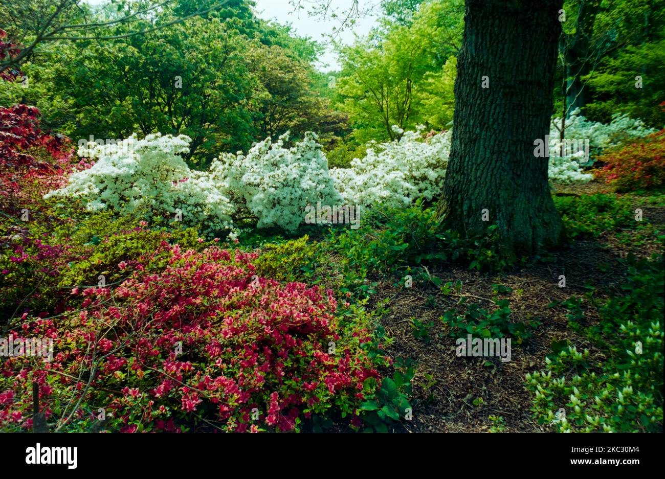 New forest landscape uk hi-res stock photography and images - Alamy
