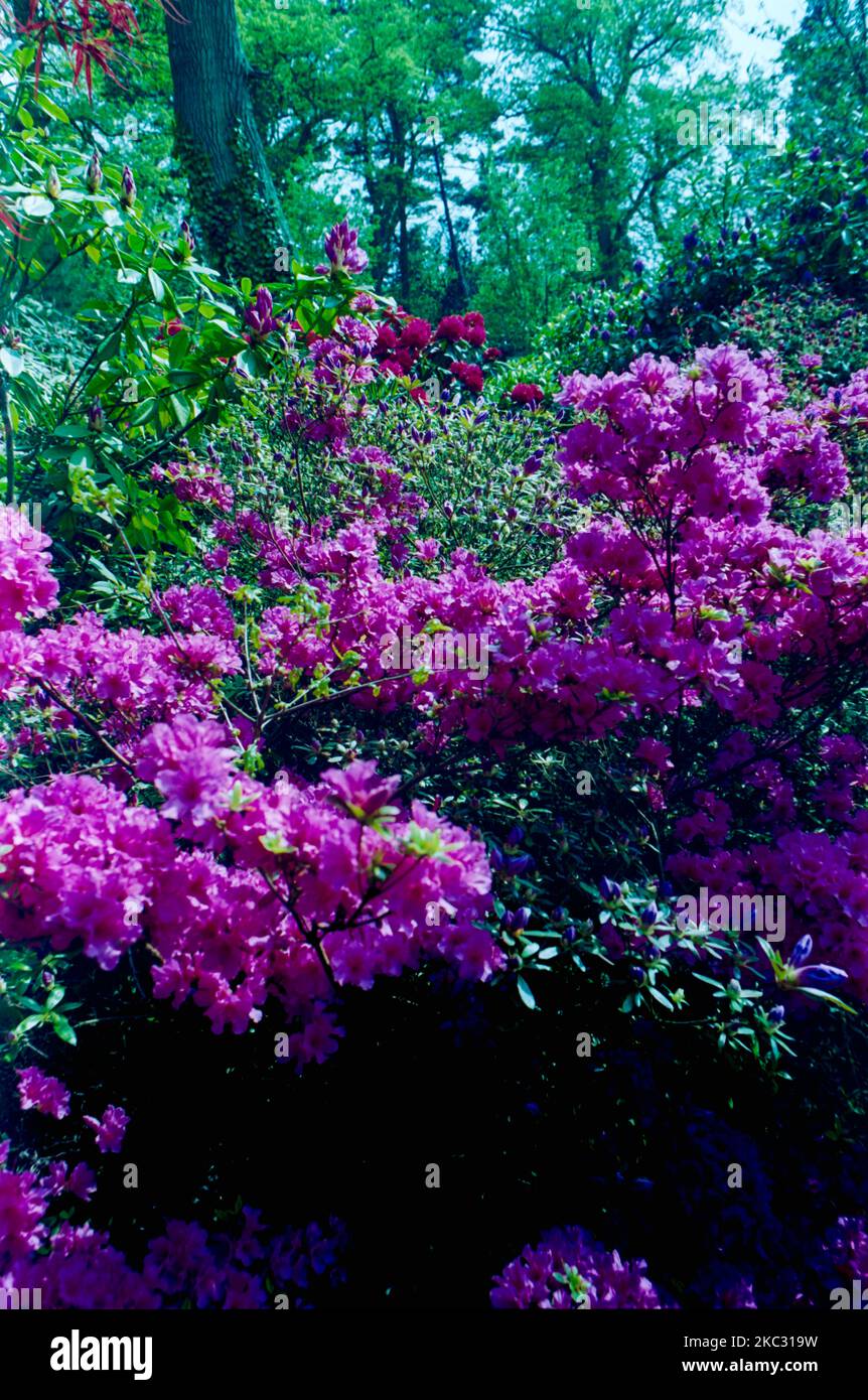 Exbury Gardens in the New Forest, shot on film in the 1990s Stock Photo