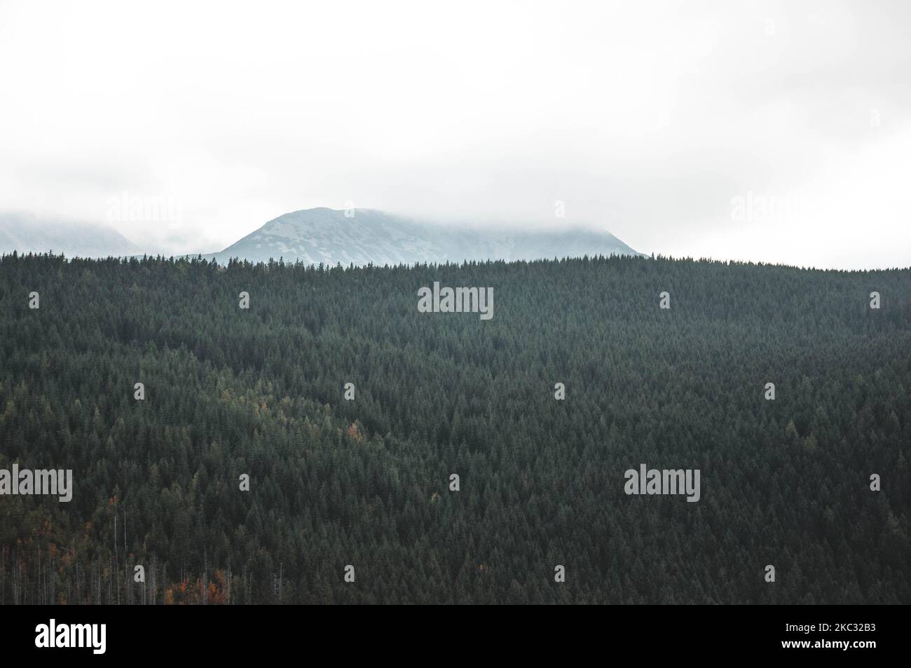 A forest of green pine trees near the mountains merged with clouds ...