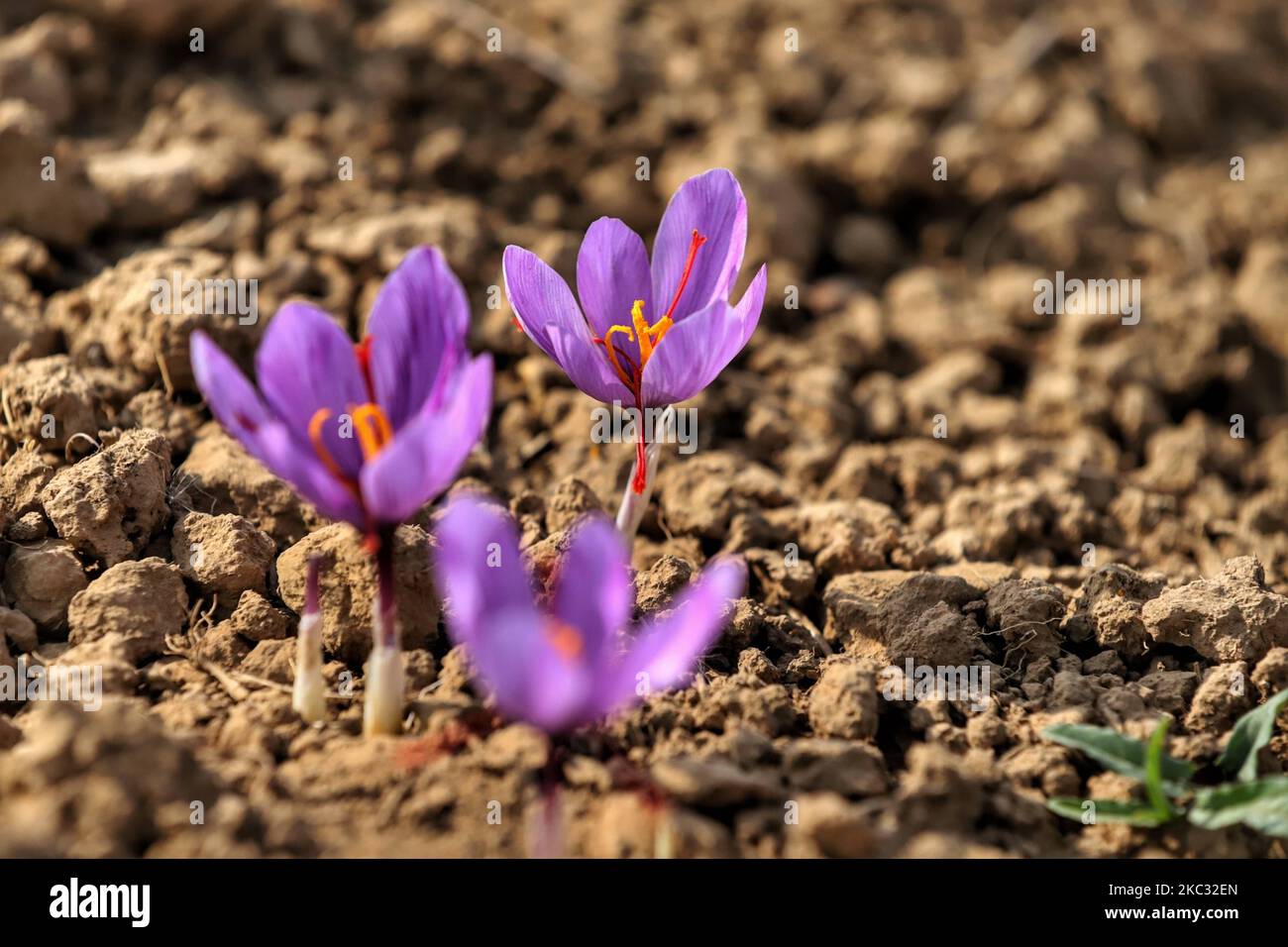 Saffron flowers are pictures at a field in Pampore, on the outskirts of Srinagar, Jammu and