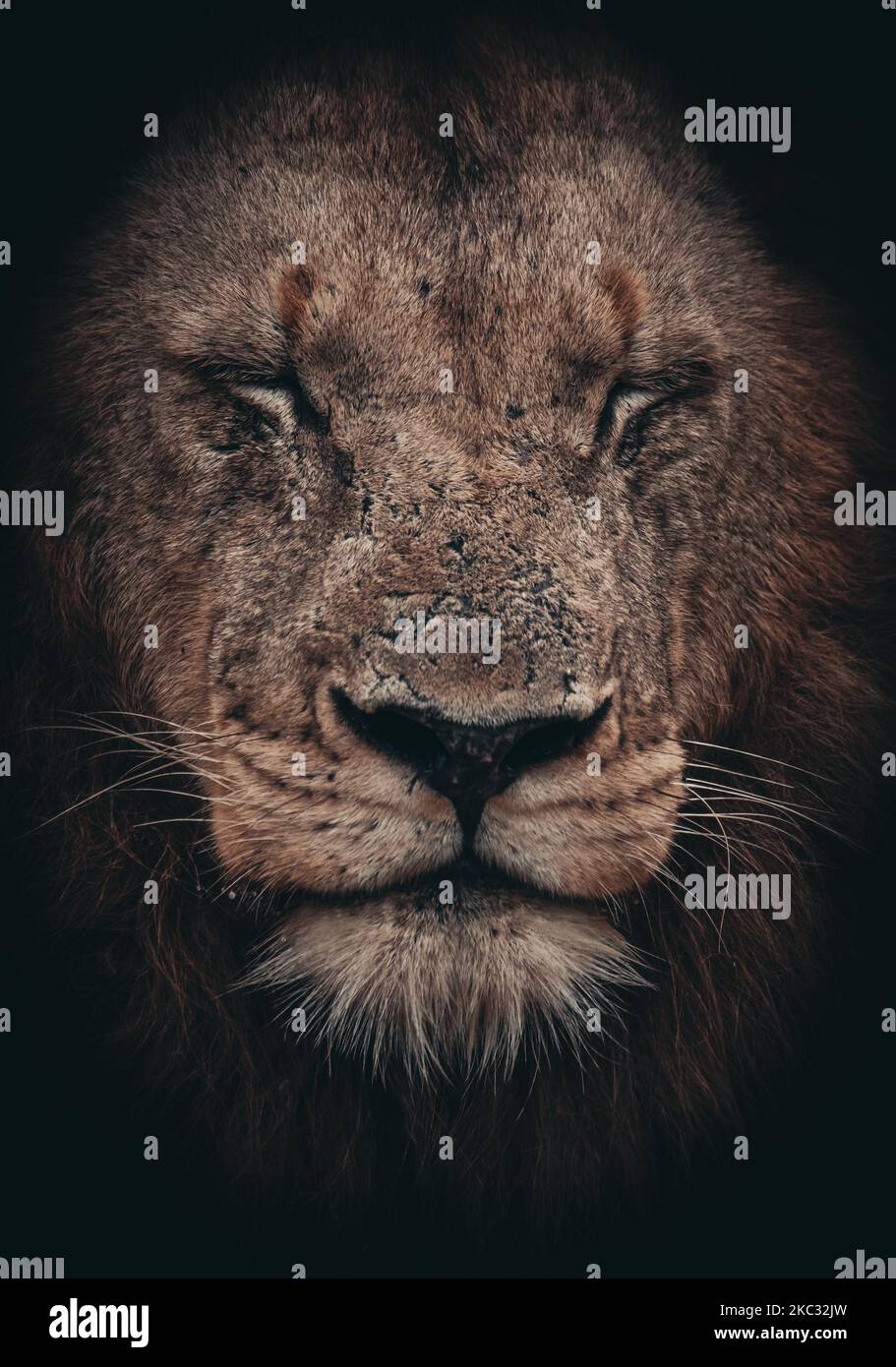 The dark King Stock Photo Alamy