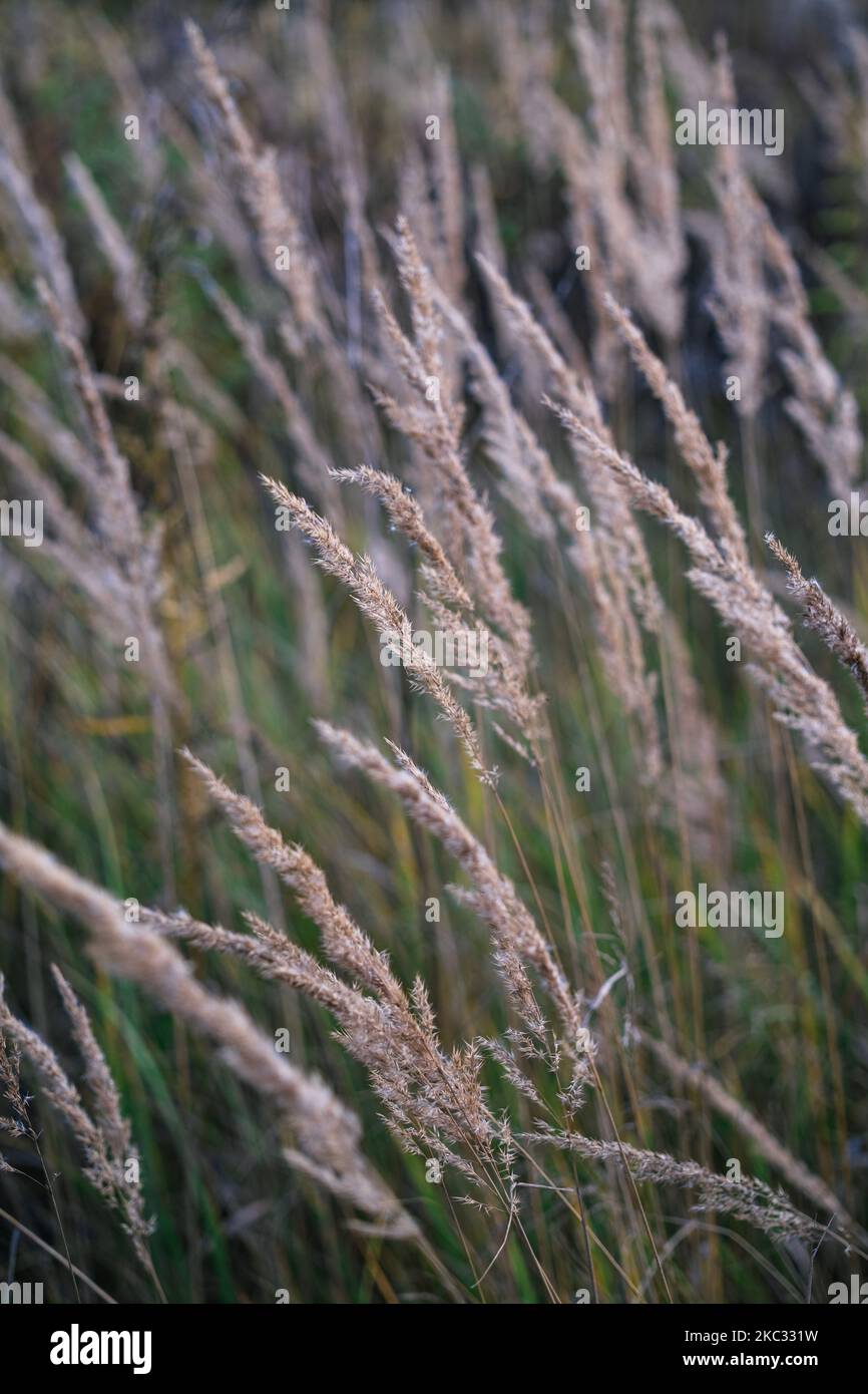 Purple Small Reed Calamagrostis species hi-res stock photography and images - Alamy