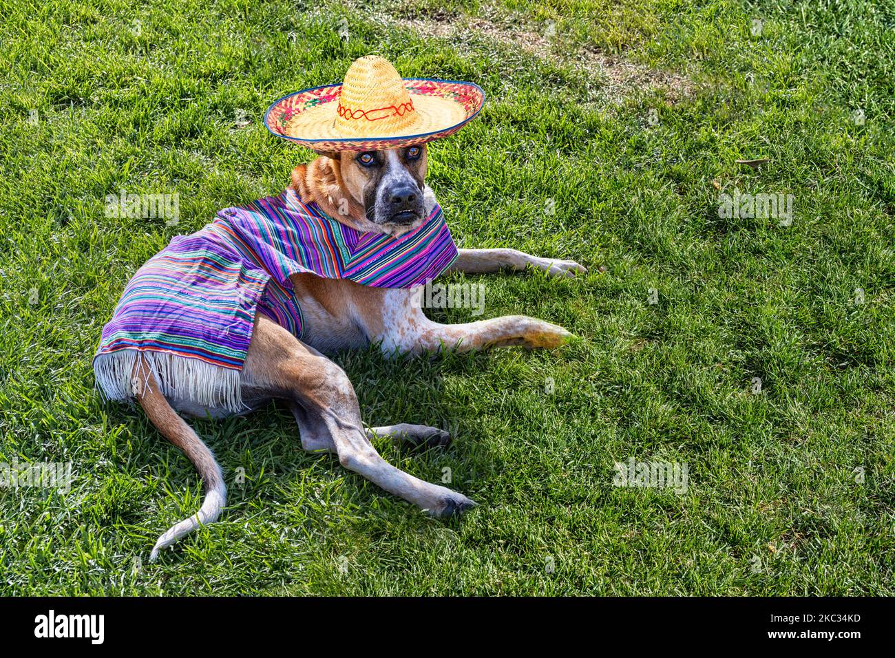 Large mixed breed tan and white dog lying on the grass, dressed in a serape and Mexican hat costume for Halloween. Stock Photo