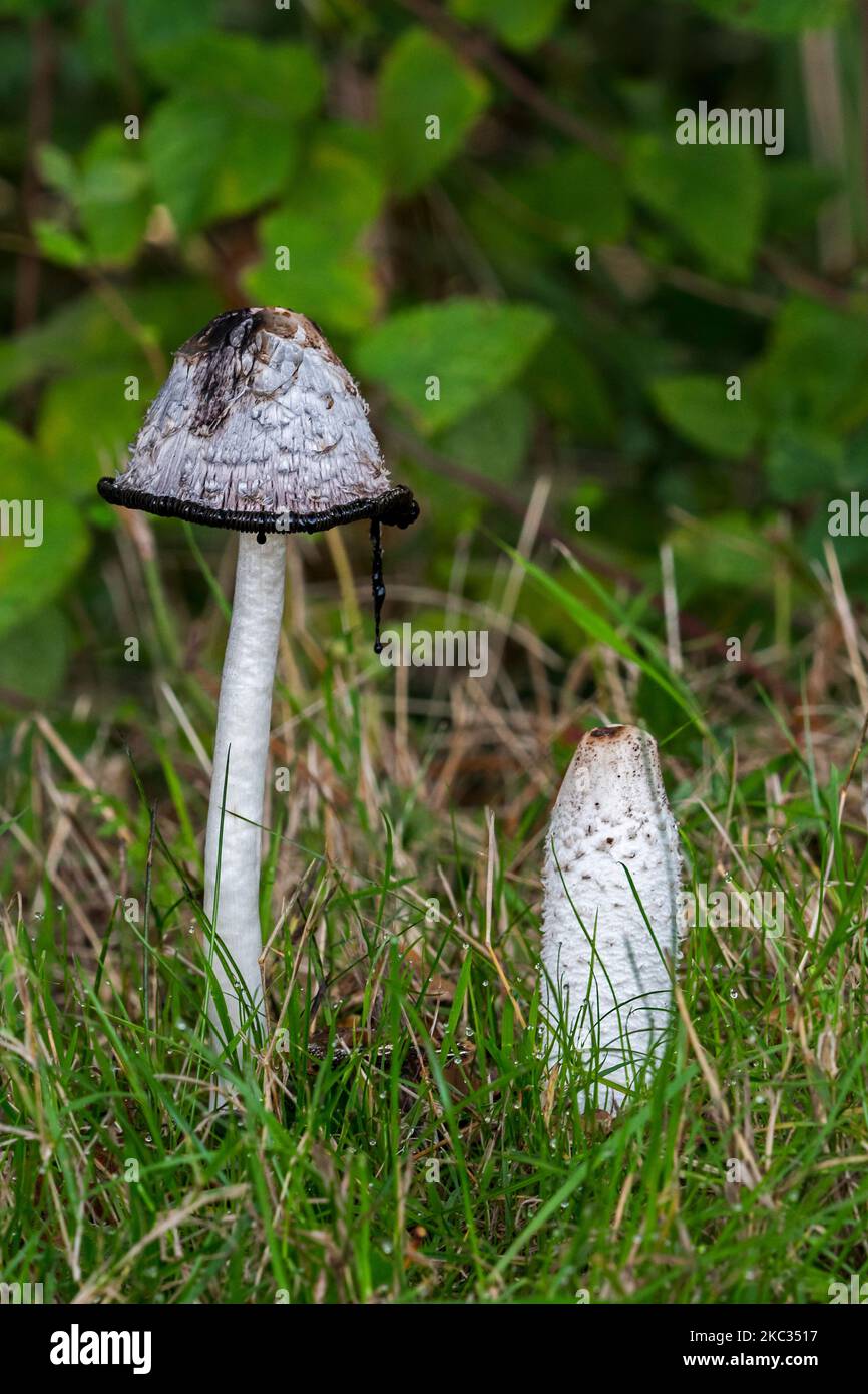 Shaggy ink cap / lawyer's wig / shaggy mane fungus (Coprinus comatus), young fruiting body and mature mushroom in forest in autumn / fall Stock Photo