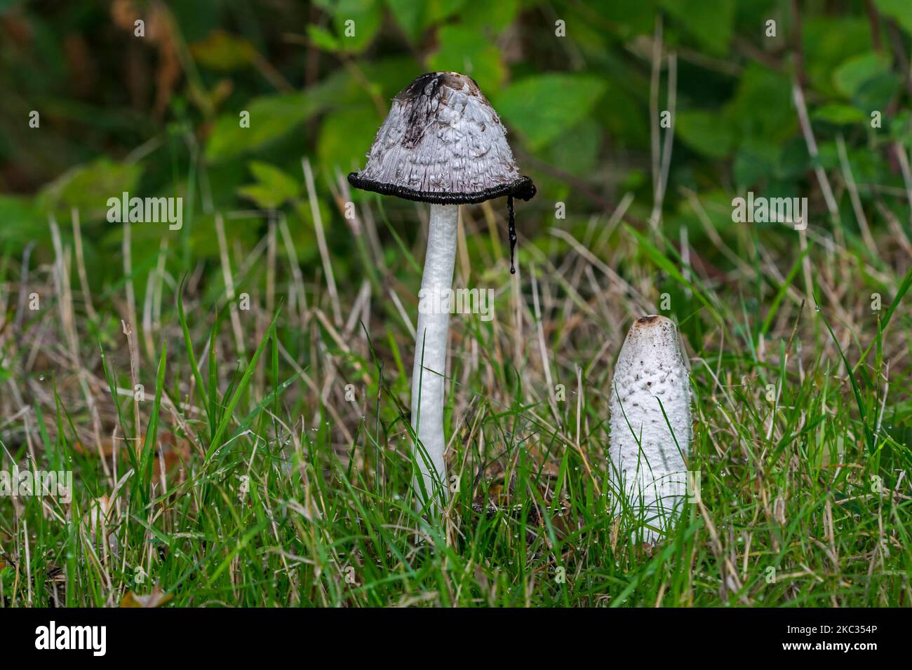 Shaggy ink cap / lawyer's wig / shaggy mane fungus (Coprinus comatus), young fruiting body and mature mushroom in forest in autumn / fall Stock Photo