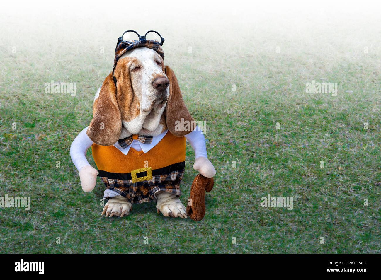 Basset hound dress sale