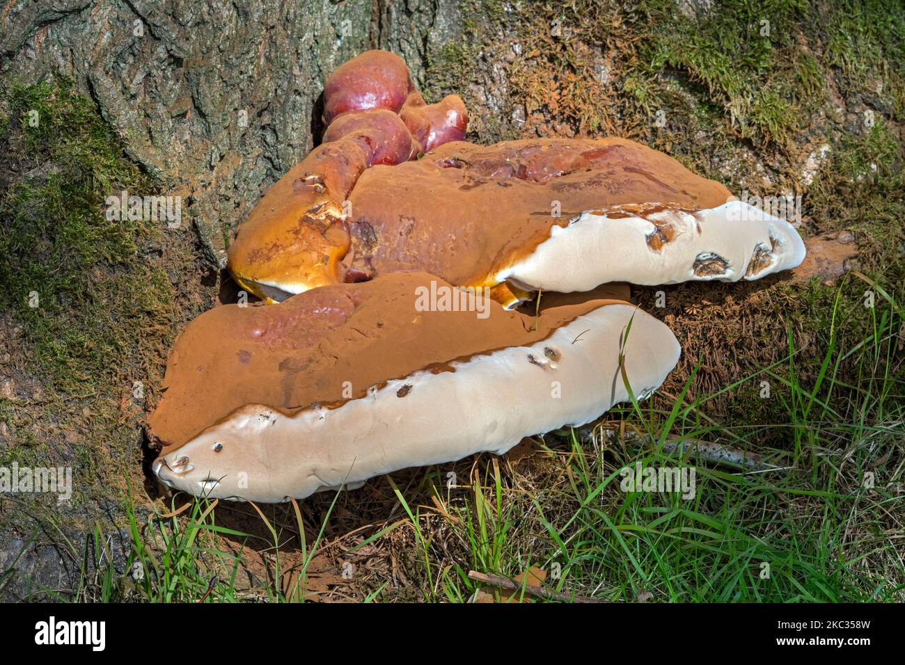 Lacquered bracket (Ganoderma resinaceum), rare poroid bracket fungus that lives at the foot of living trees Stock Photo
