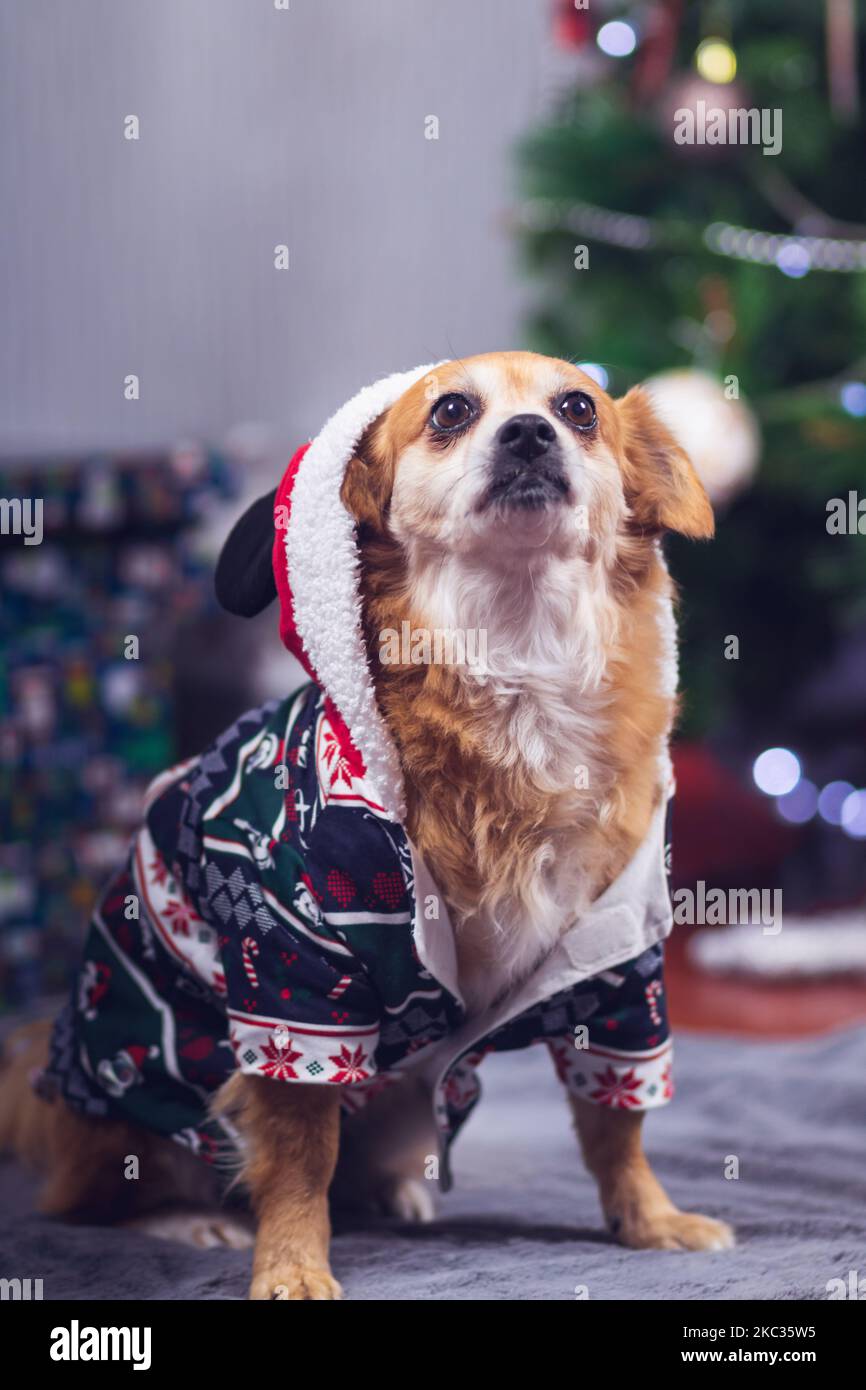 A cute happy mixed-breed dog wearing a Christmas hooded sweater posing for the photo in a decorated room with background bokeh. Funny pets concept Stock Photo