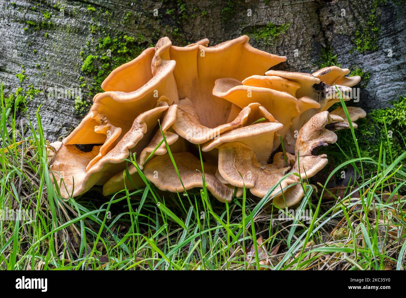 Giant Polycore Giant polypore / black-staining polypore (Meripilus giganteus) and ...