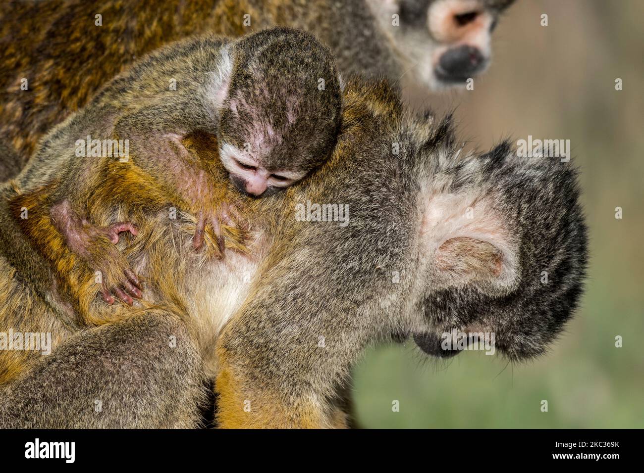 Black-capped squirrel monkey / Peruvian squirrel monkey (Saimiri boliviensis peruviensis) female with infant clinging to its back Stock Photo