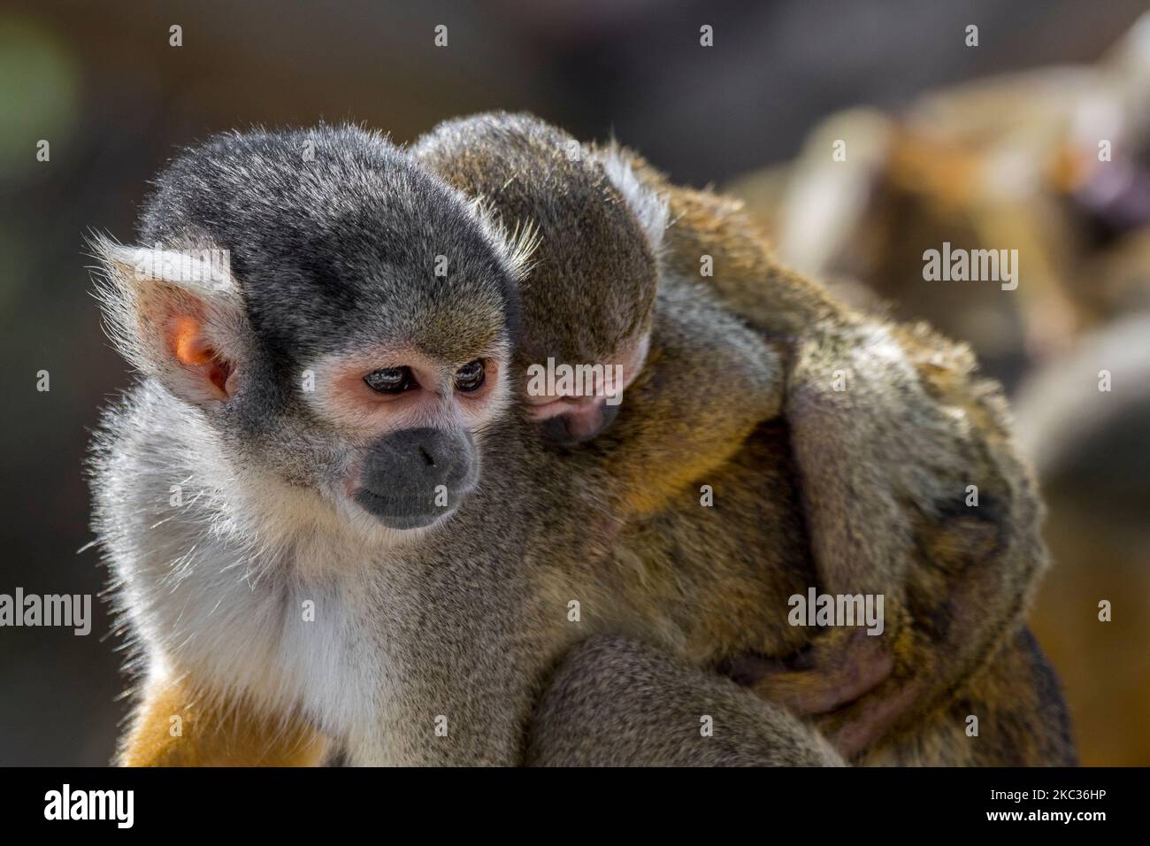 Young monkey clinging to its mother hi res stock photography and images
