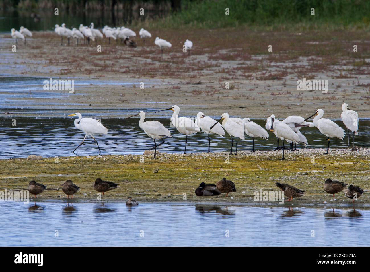 Eurasian spoonbills / common spoonbill (Platalea leucorodia) flock resting in wetland in autumn / fall, Marquenterre park, Bay of the Somme, France Stock Photo