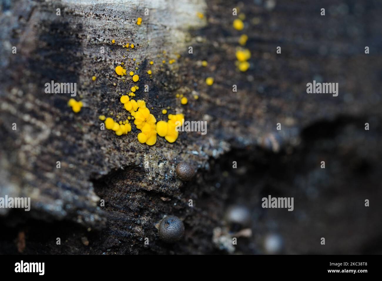 Neon yellow micro fungi fruiting on a long dead tree's rings Stock Photo