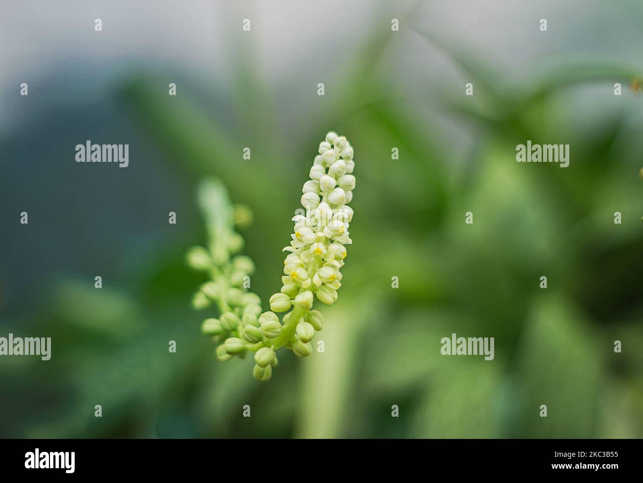 The flower of the Drimiopsis Kirkii plant isolated on the blurred natural backgorund, close-up Stock Photo