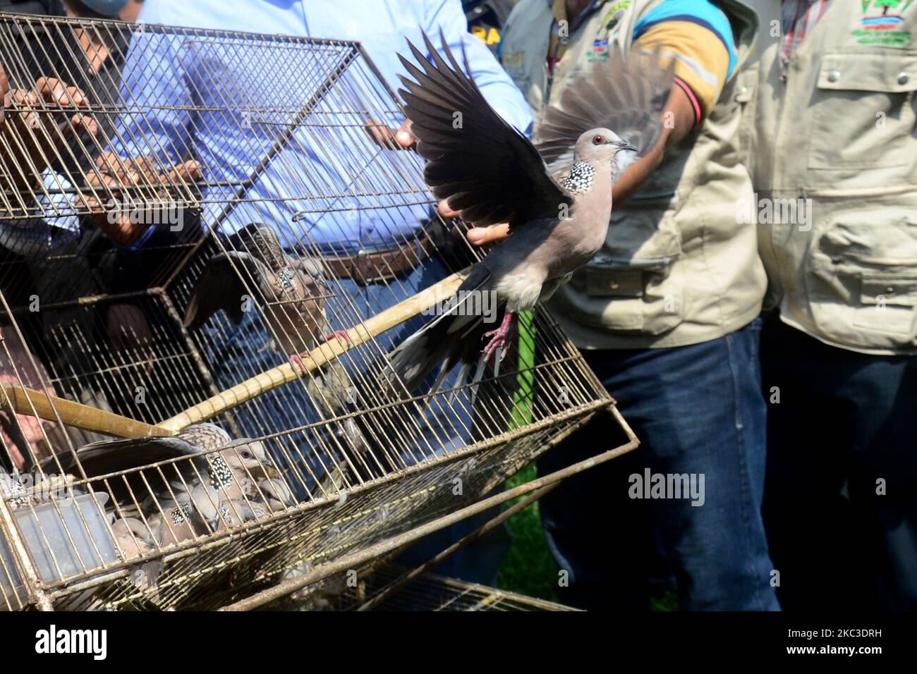A mobile court of rapid action battalion releasing wild birds after