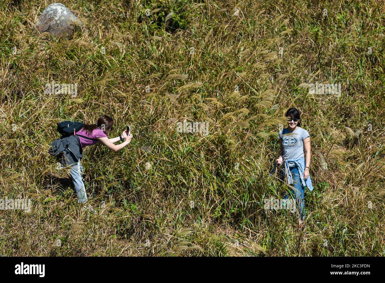Hikers pose among silver grass on Sunset Peak in Lantau, Hong Kong, China on November 7, 2020. As temperatures have become fresher, many hongkongers have headed out to the outdoors, sometimes creating real ''traffic jams'' on the mountains. (Photo by Marc Fernandes/NurPhoto) Stock Photo