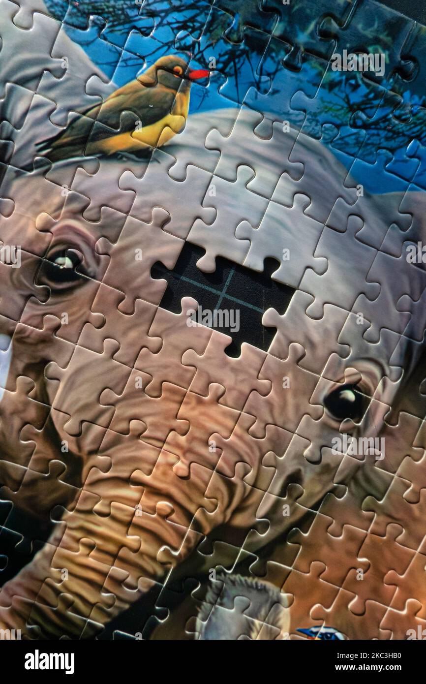 Concept of endangered wildlife, an elephant with missing jigsaw puzzle pieces, USA  2022 Stock Photo