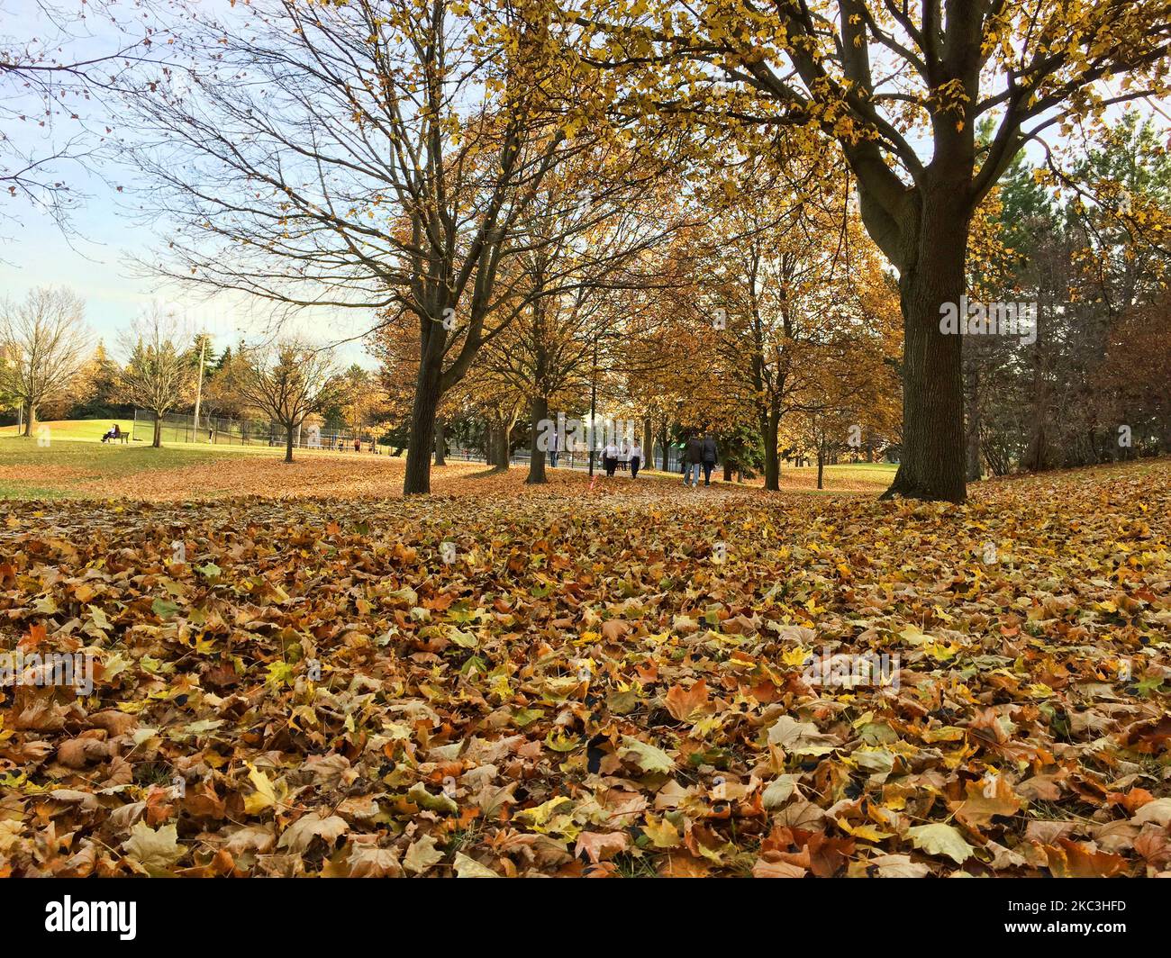 People walk amongst the Autumn leaves at a park in Toronto, Ontario, Canada, on November 07, 2020. Toronto is experiencing the warmest stretch of November weather in history with temperatures hitting a high of 20 degrees celsius. Friday's high of 20.8 °C broke the record of 20.5 °C set in 2015 and Sunday temperatures in Toronto are expected to reach 20°C. This trend will continue into the early days of next week as well. (Photo by Creative Touch Imaging Ltd./NurPhoto) Stock Photo