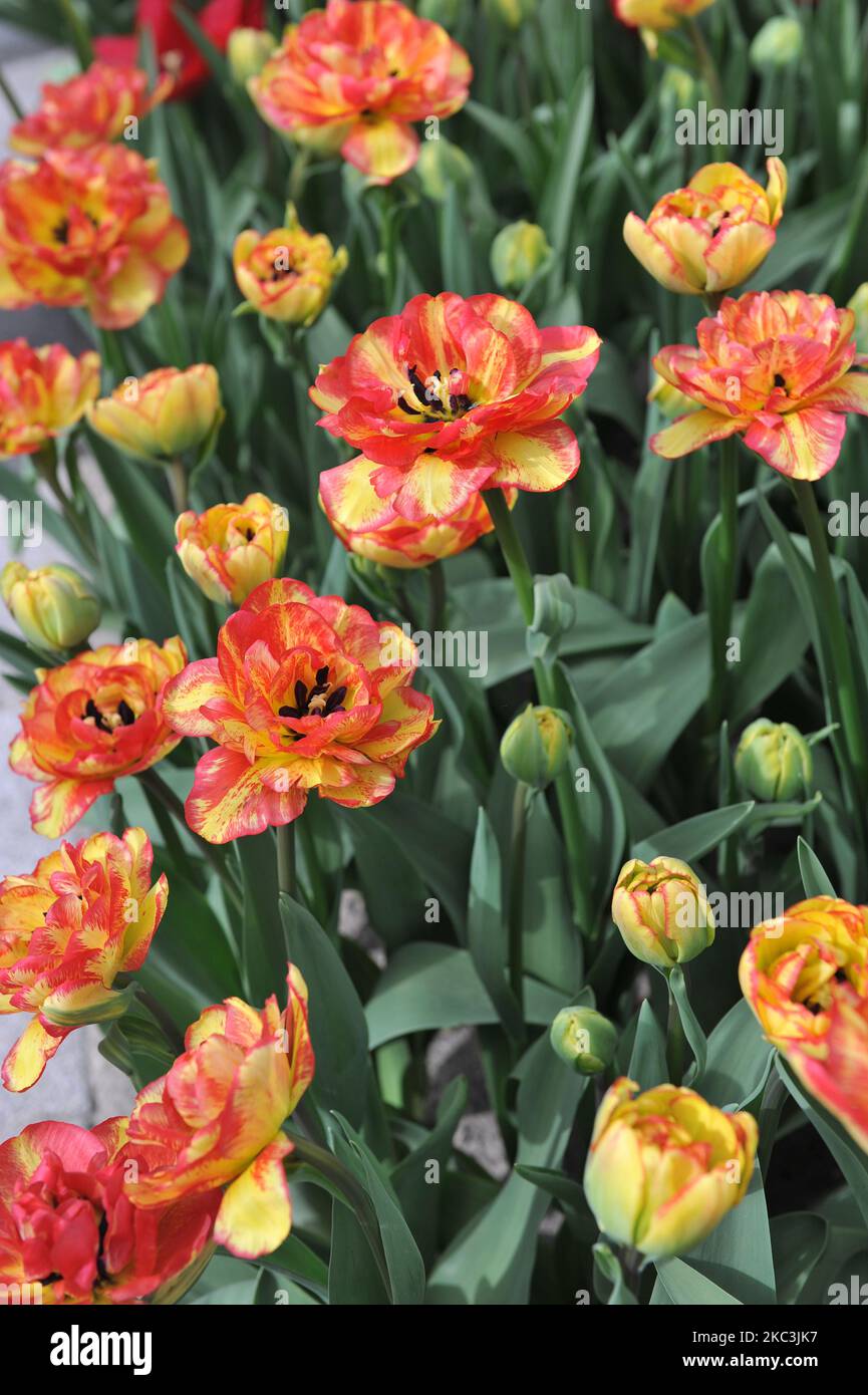 Red and yellow Double Late tulips (Tulipa) Sundowner bloom in a garden