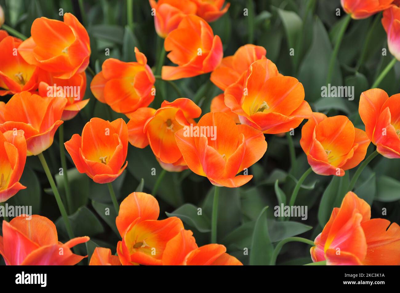 Orange Triumph tulips (Tulipa) Sunrise Dynasty bloom in a garden in March Stock Photo