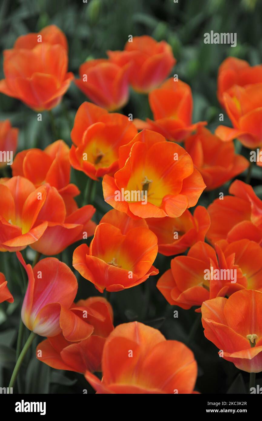 Orange Triumph tulips (Tulipa) Sunrise Dynasty bloom in a garden in March Stock Photo