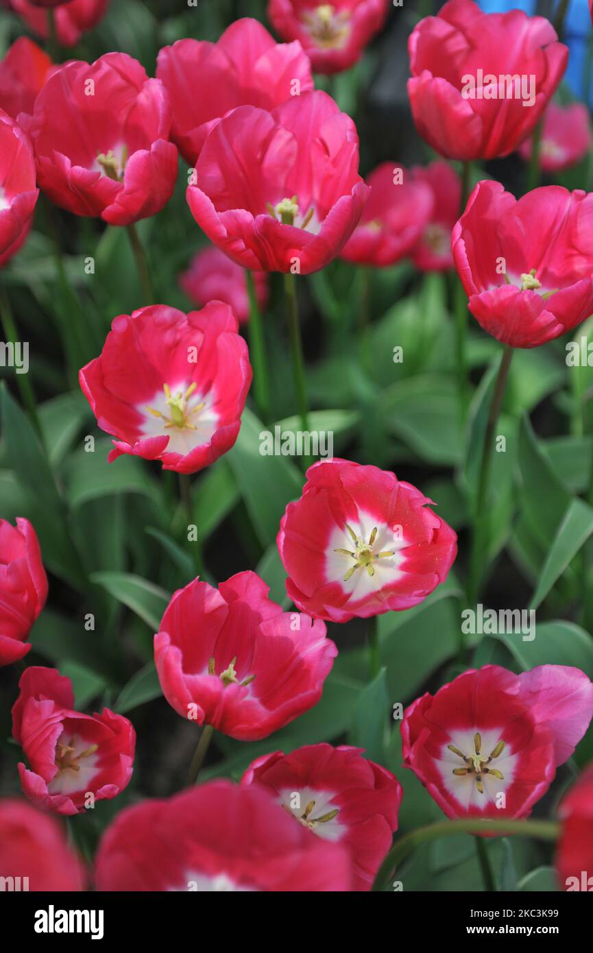 Pink and white Triumph tulips (Tulipa) Sunset Delight bloom in a garden