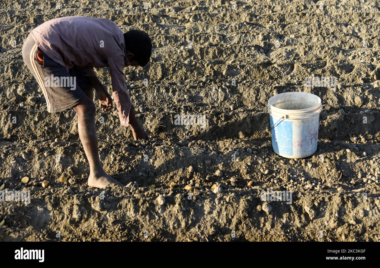 Indias potato production hi-res stock photography and images - Alamy