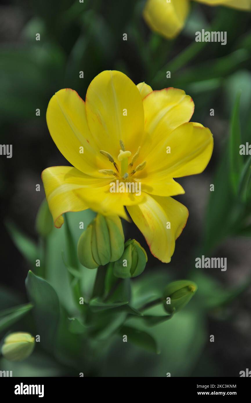 Yellow multiflowered Single Late tulips (Tulipa) Sunshine Club bloom in a garden in April Stock
