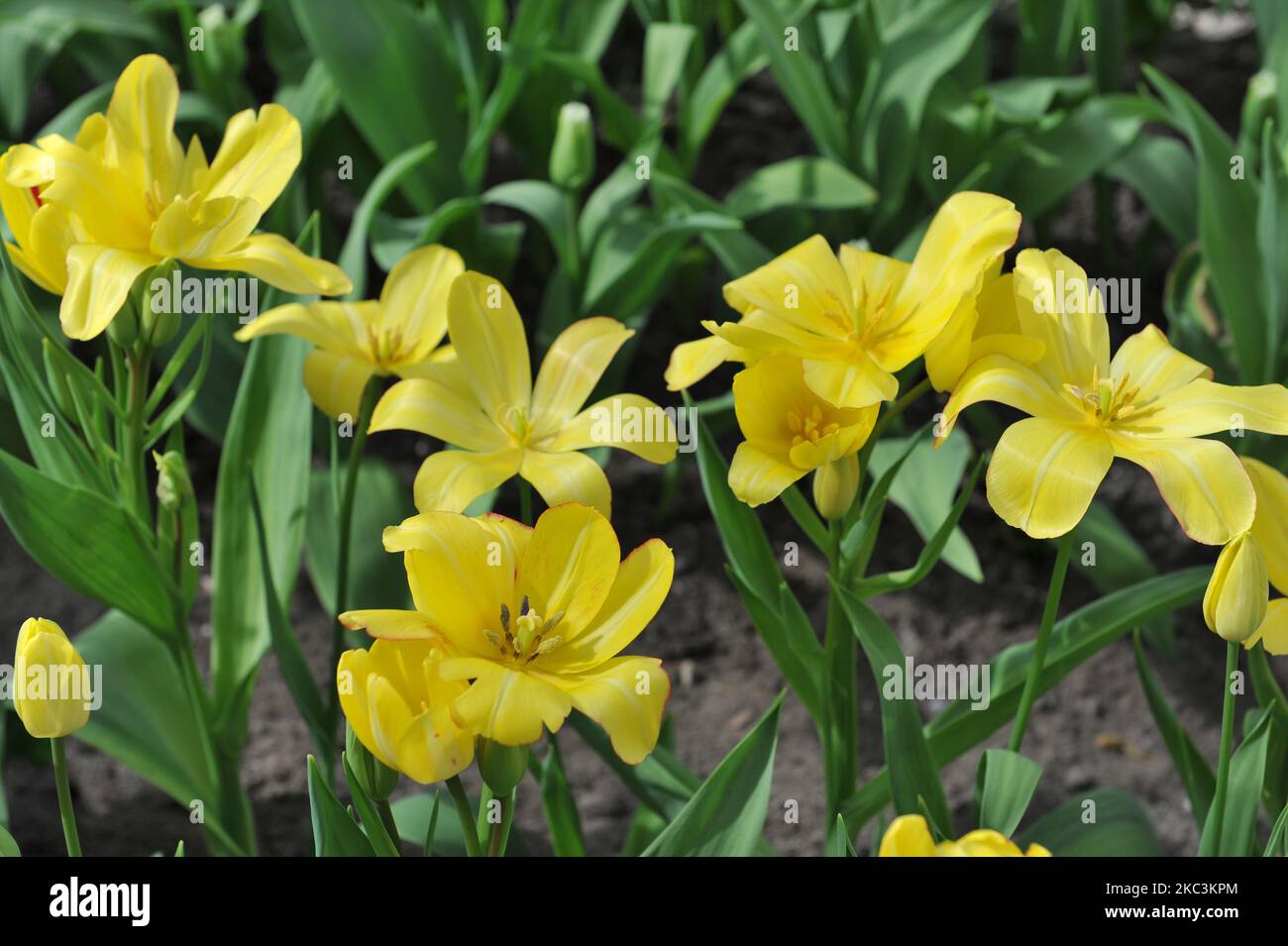 Yellow multiflowered Single Late tulips (Tulipa) Sunshine Club bloom in a garden in April Stock