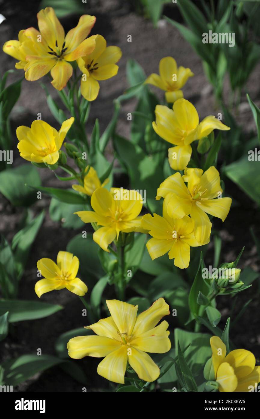 Yellow multiflowered Single Late tulips (Tulipa) Sunshine Club bloom in a garden in April Stock