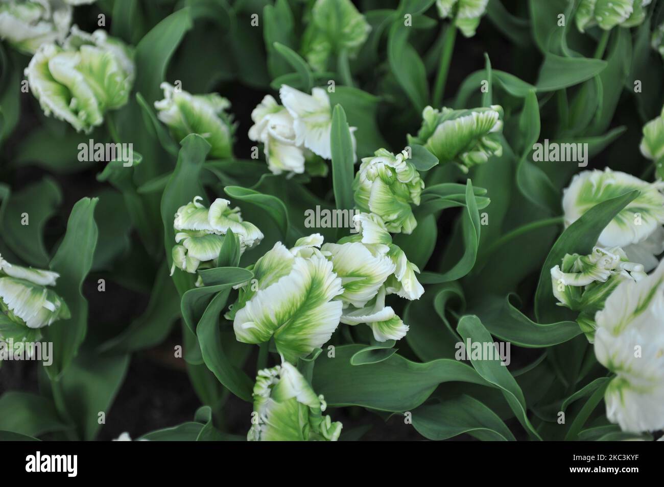 White and green tulips (Tulipa) Super Parrot bloom in a garden in March Stock Photo