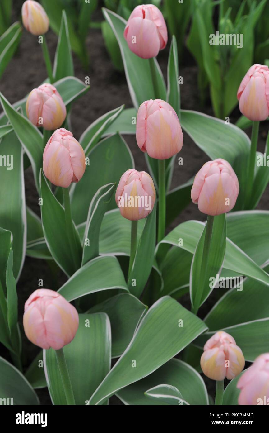 Pink Darwin Hybrid tulips (Tulipa) Sweet Impression with variegated
