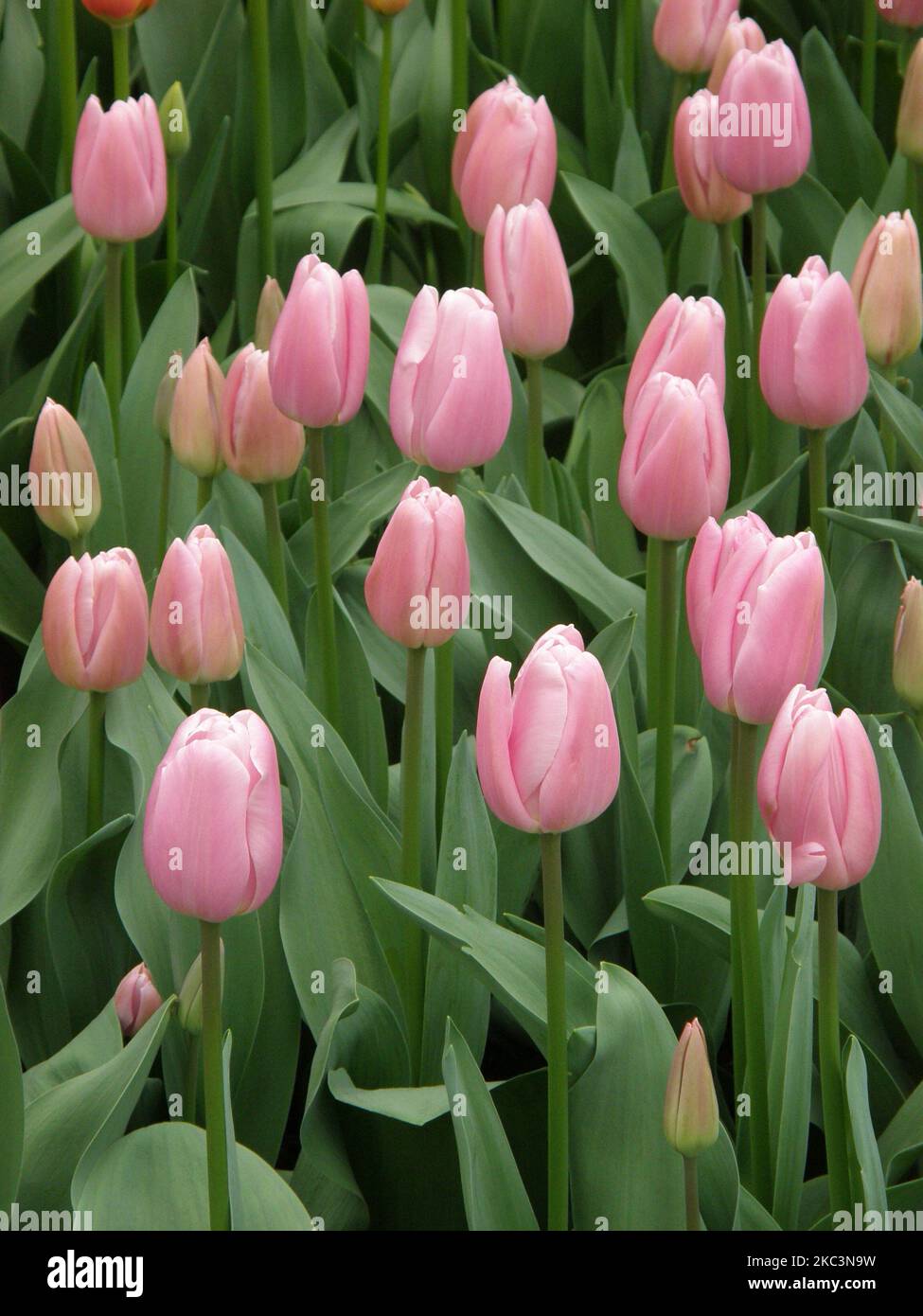 Pink Triumph tulips (Tulipa) Swinging World bloom in a garden in March Stock Photo