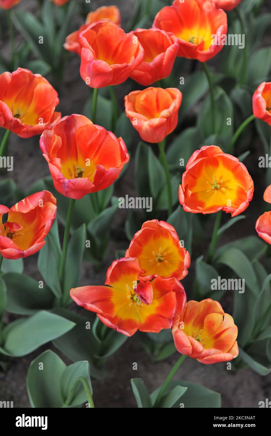 Red and yellow Triumph tulips (Tulipa) Switch bloom in a garden in