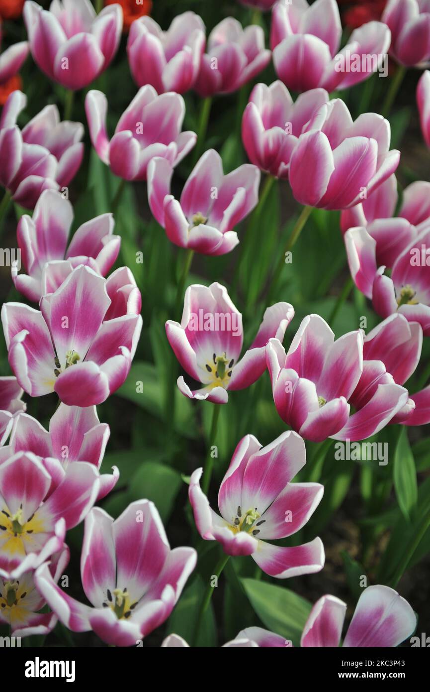 Pink and white Triumph tulips (Tulipa) Synaeda Blue bloom in a garden