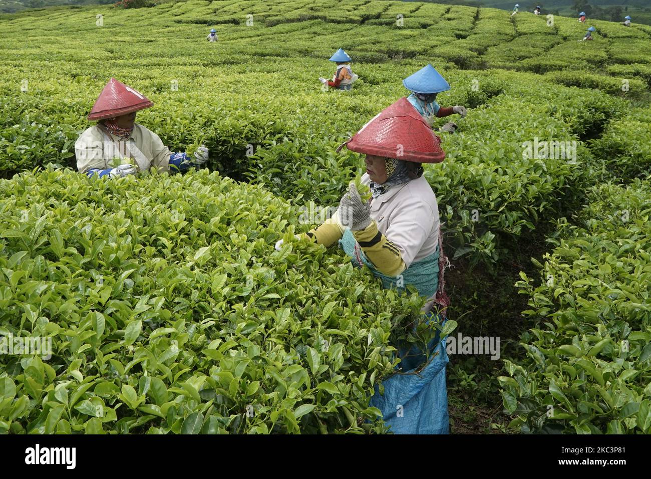 Sumatra Tea Women farmers picking tea at the Mount Dempo tea plantation owned by ...