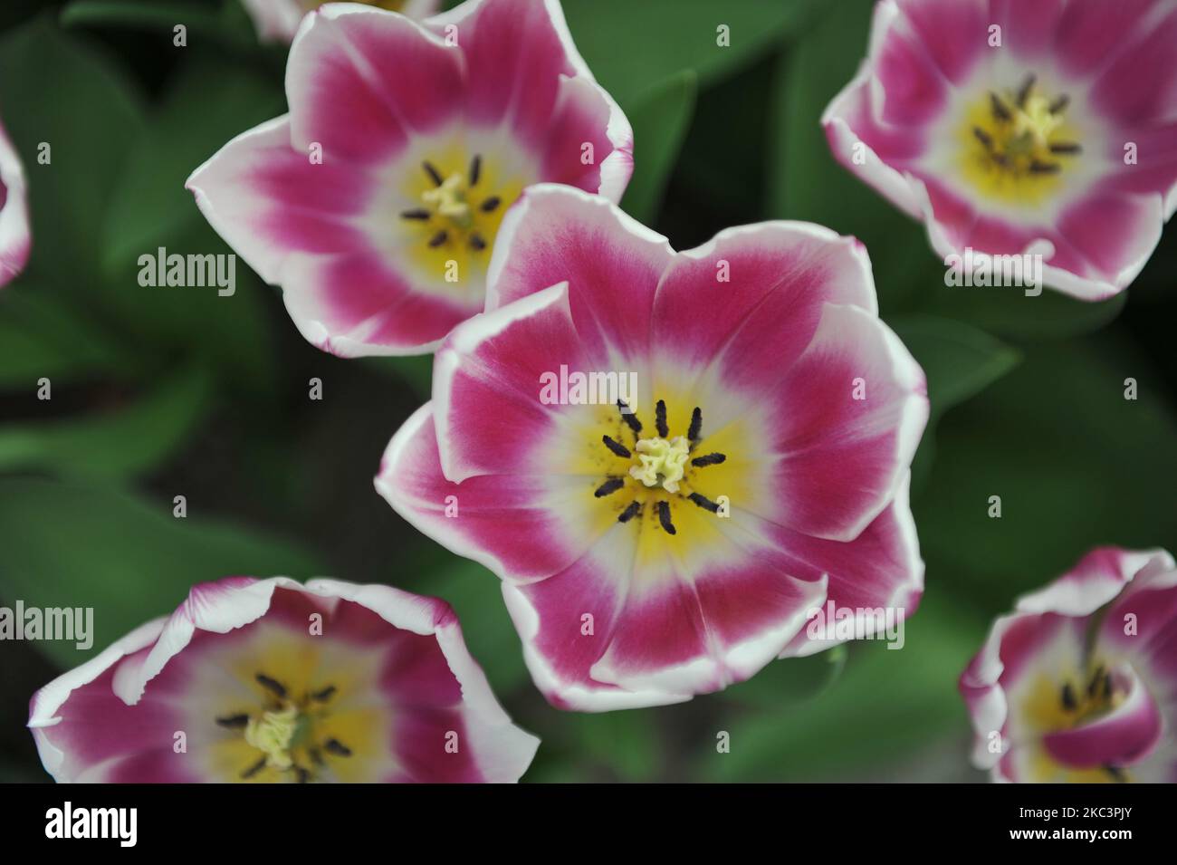 Pink and white Triumph tulips (Tulipa) Synaeda Blue bloom in a garden