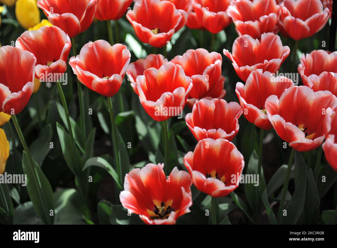 Red with white edges Triumph tulips (Tulipa) Talent bloom in a garden in April Stock Photo