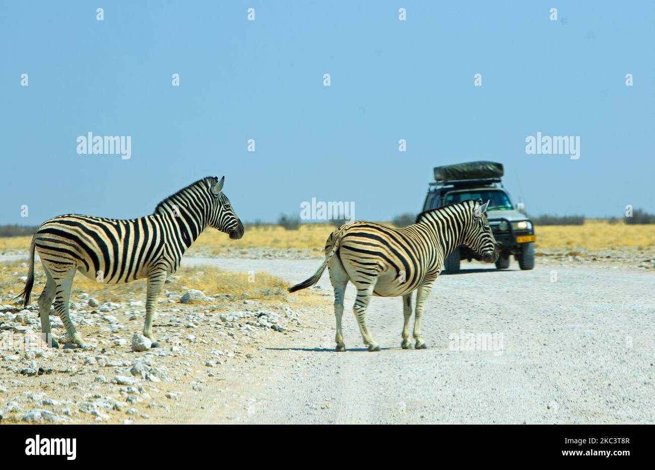 Two Zebra crossing the road with a safari truck in the background Stock Photo