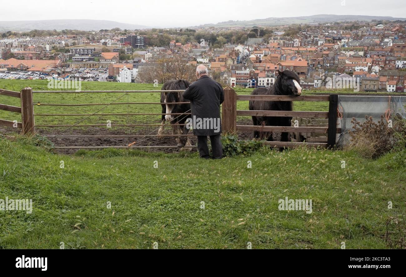 An older man feeds ponies in a field high above Whitby Stock Photo