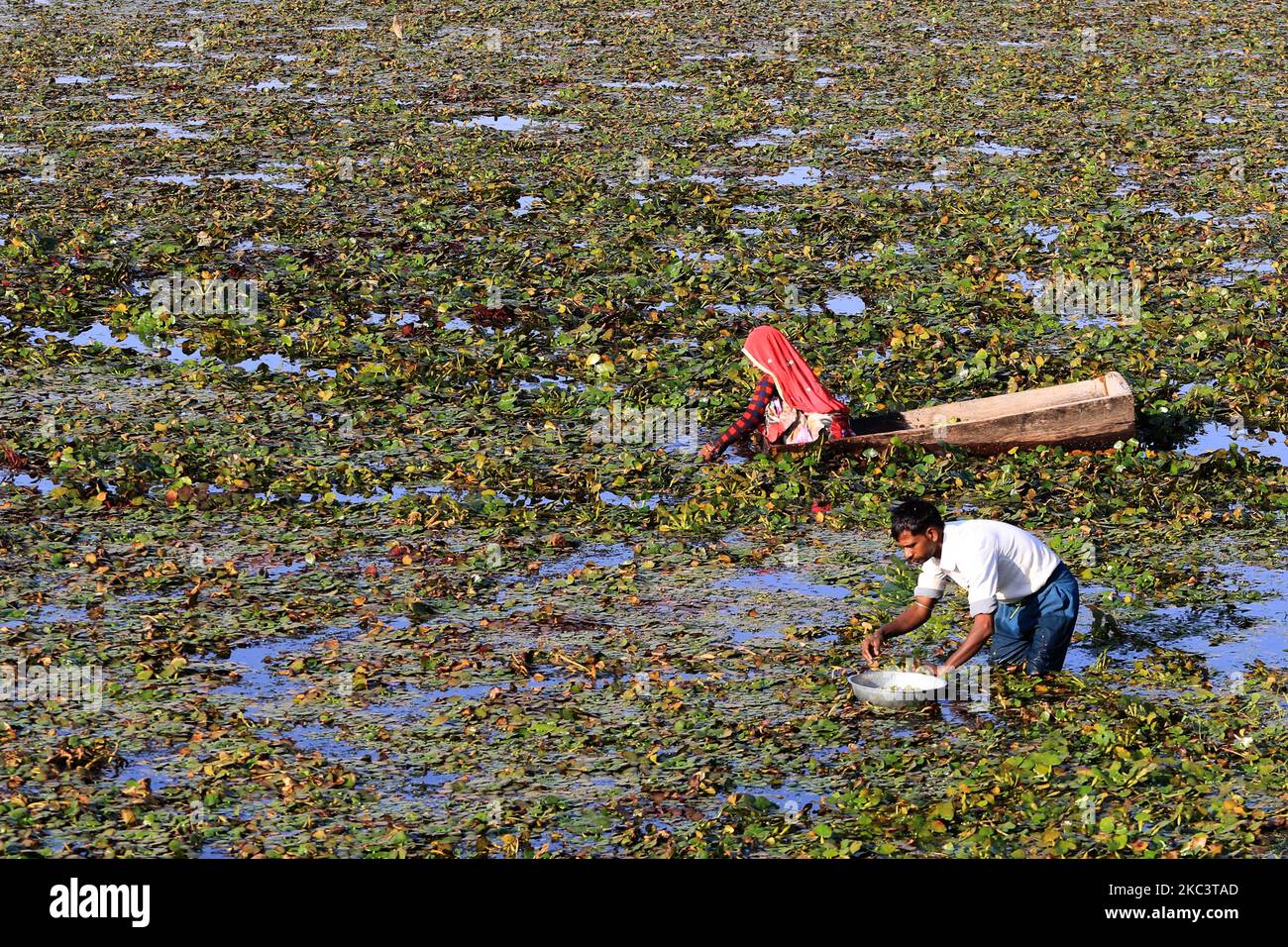 Indian farmers collecting water chestnuts from a pond in the outskirts