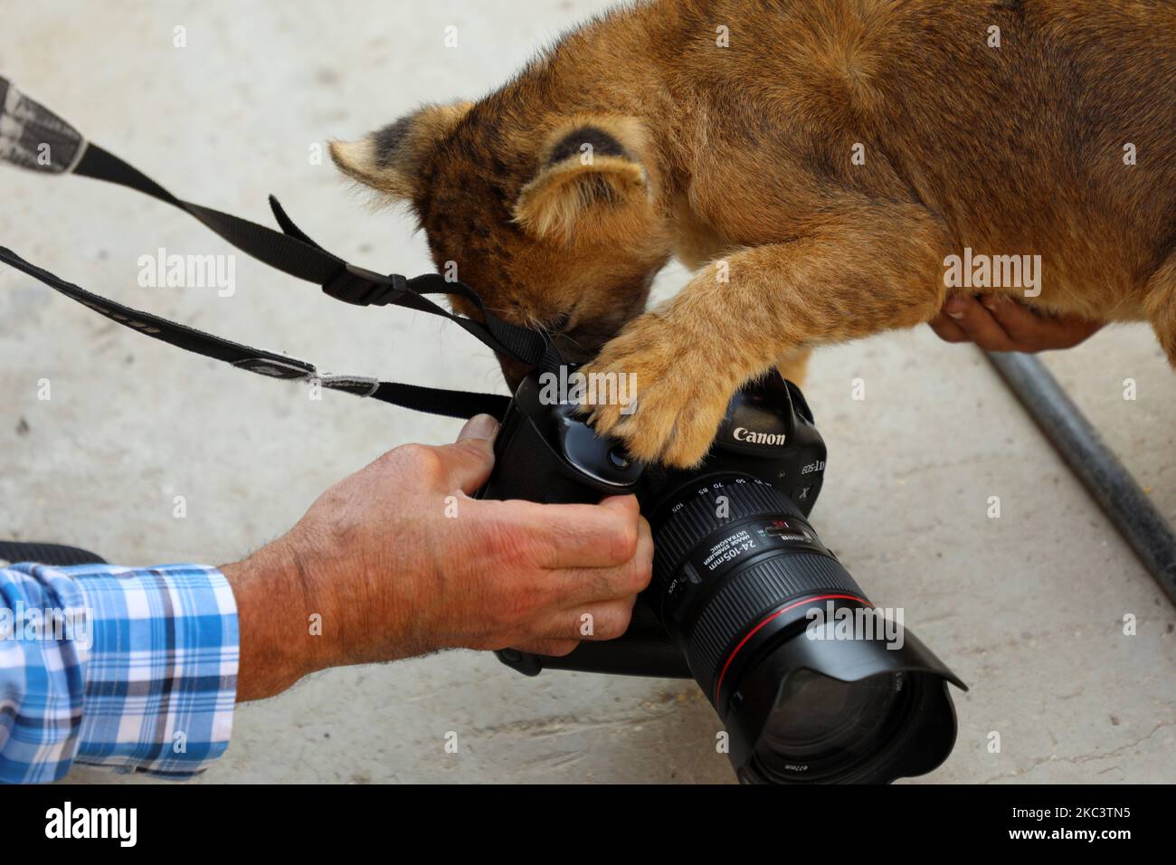 A lion cub plays with camera on the rooftop of the house of Palestinian